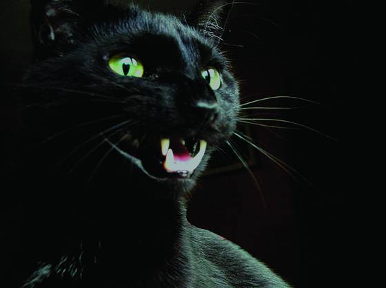 The_cat_2