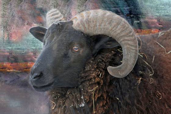 Ram