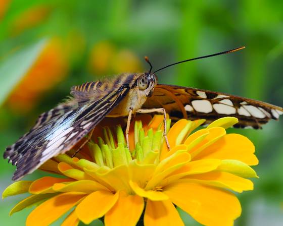 Butterfly_5644