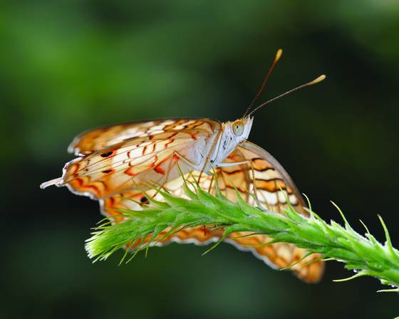 Butterfly_9879
