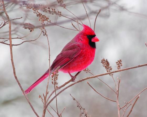 Cardinal_4629