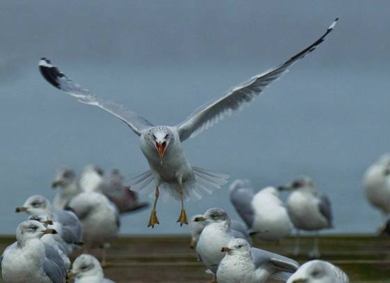 Gulls_90