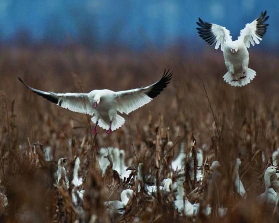 Snow_geese_4154