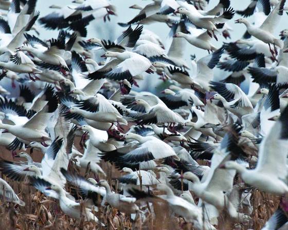 Snow_geese_4222