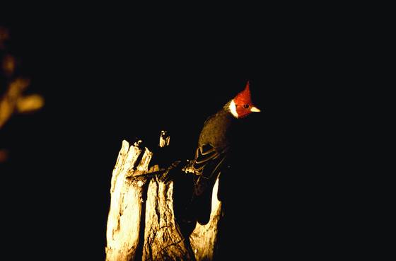 Brazilian_cardinal