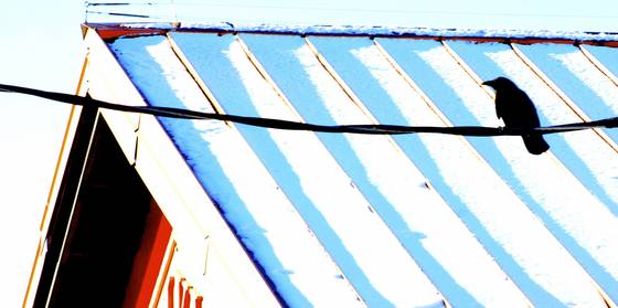 Bird_on_a_wire