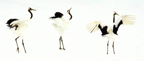 Crane_dance_i