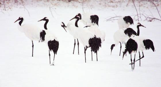 Cranes_in_snow