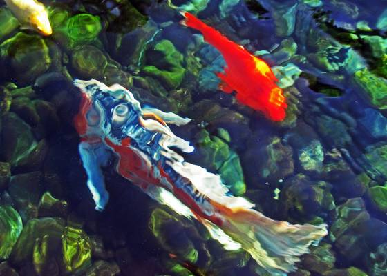 2_koi_and_a_goldfish