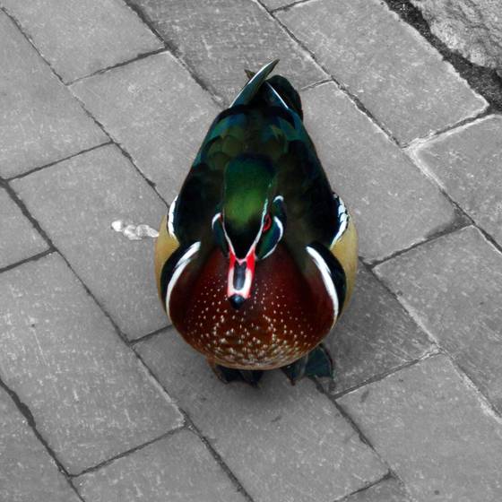 Duck