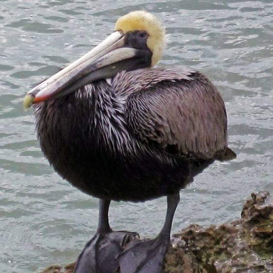 Pelican_3