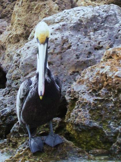 Pelican