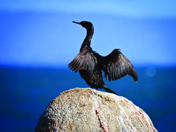 Black_cormorant