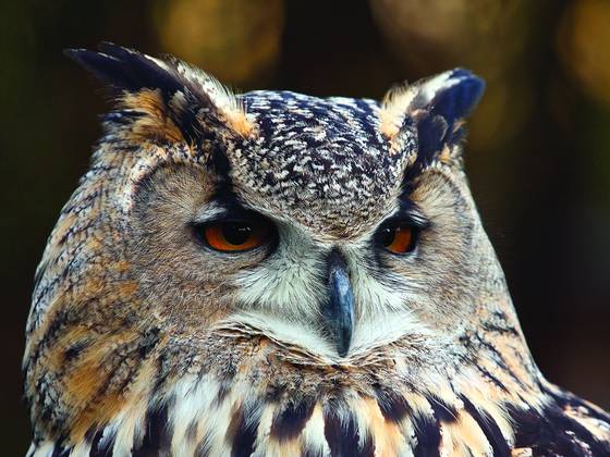 Euro-asiatic_eagle_owl