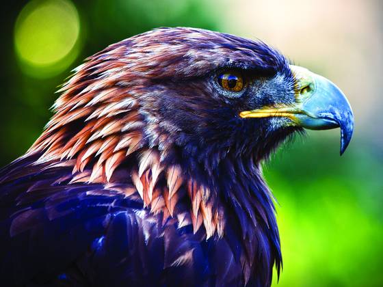 Golden_eagle