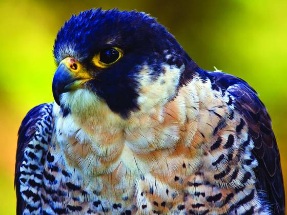 Peregrine_falcon