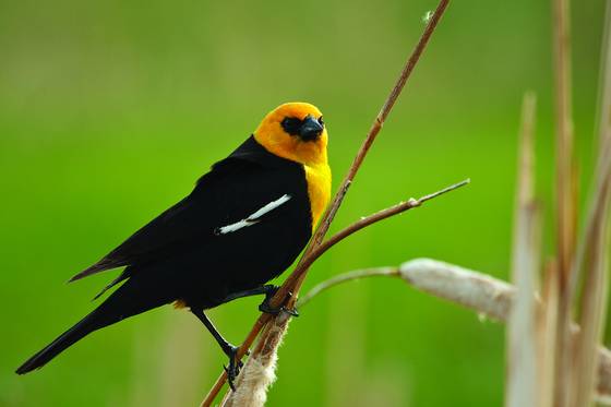Yellow_headed_black_bird