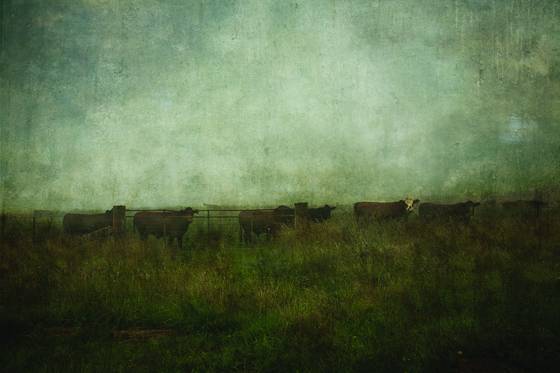 Cows_in_paddock