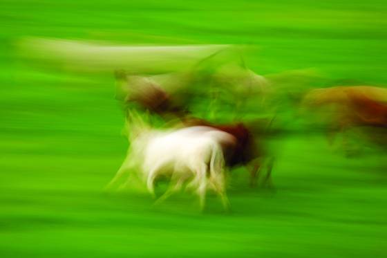 Cows