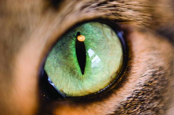 Earl_s_eye