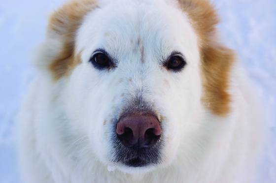 Snow_dog
