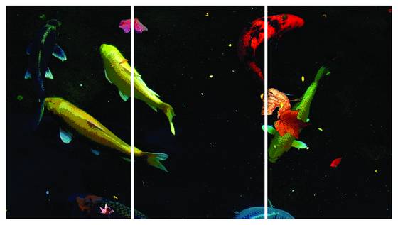 Koi__2