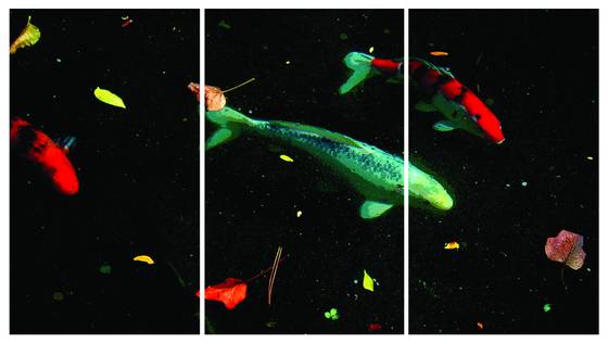 Koi__4