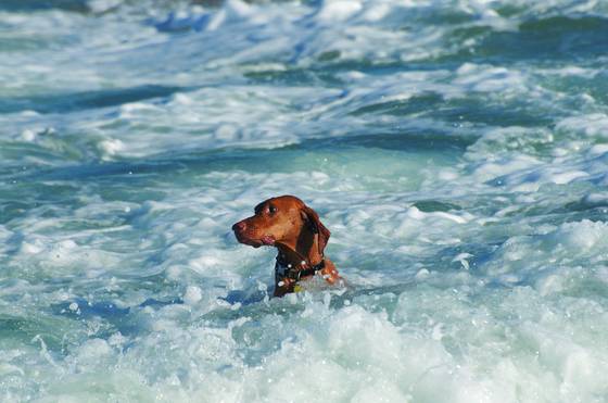Dog_beach_10