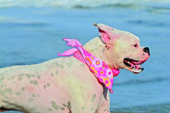 Dog_beach_11