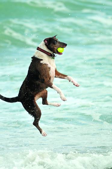 Dog_beach_5