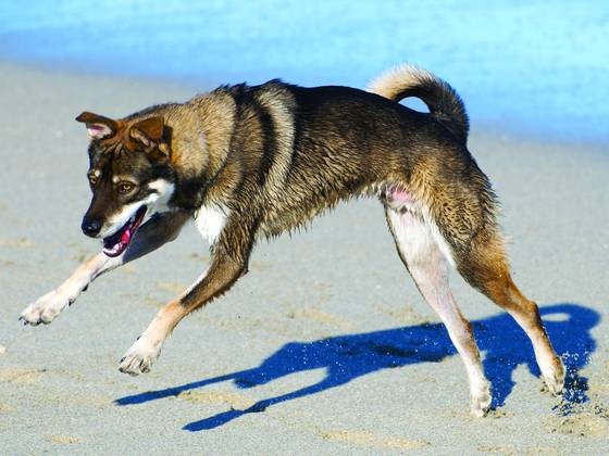Dog_beach_7