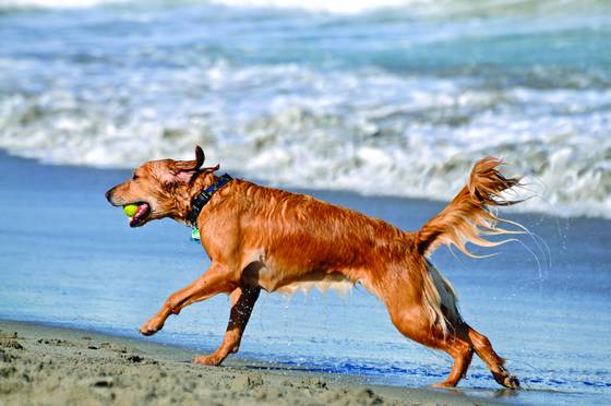 Dog_beach_9