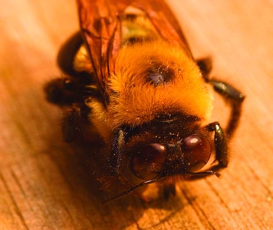 Bee
