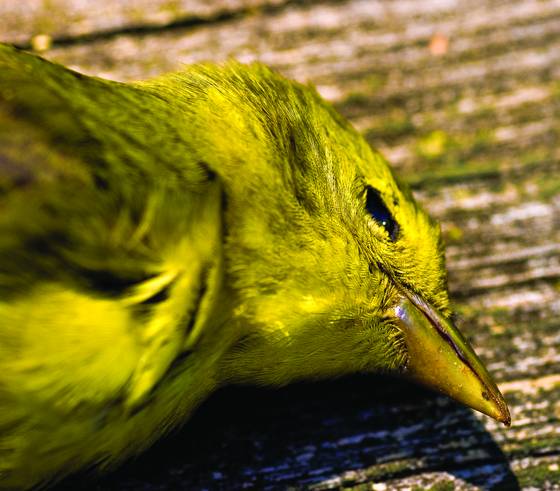 Goldfinch_1