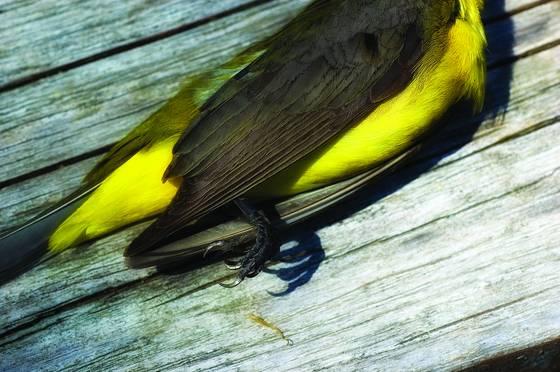Goldfinch_2
