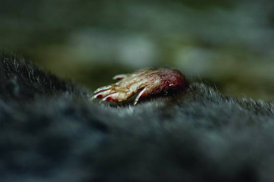 Vole_claw