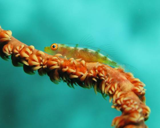 Whip_coral_goby
