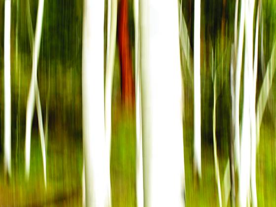 Ponderosa_among_the_aspens