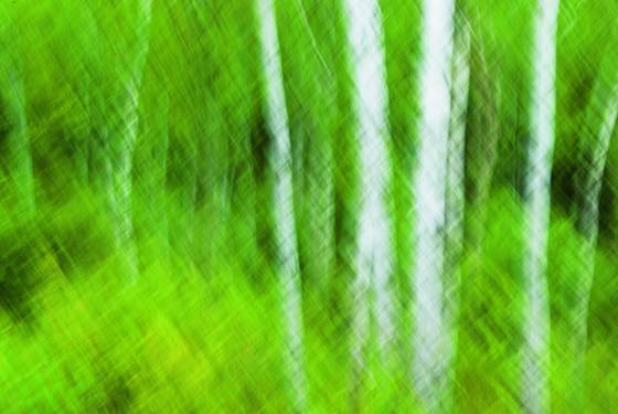 Birches