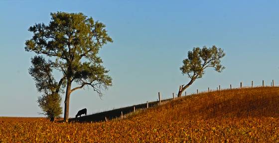 Cow_silhouette
