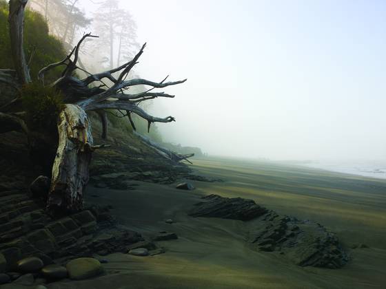 Driftwood_tree