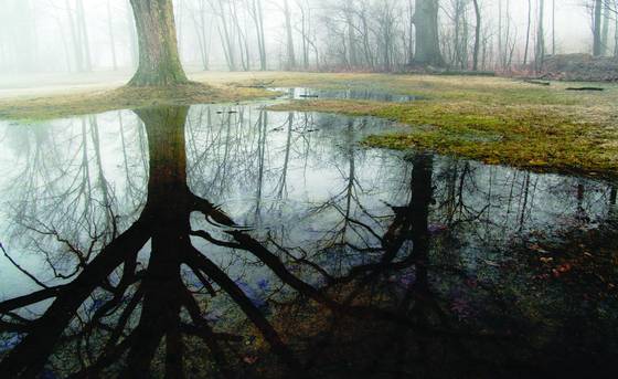 Springs_puddles