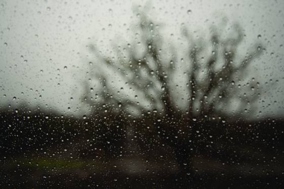 Apricot_orchard