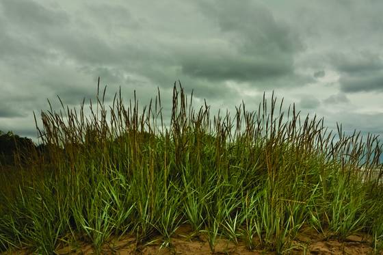 Beach_grass