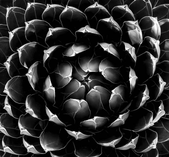 Agave_tif