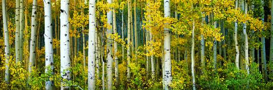 Autumn_glow