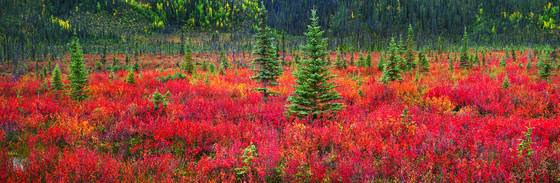Dwarf_birch_and_black_spruce_trees