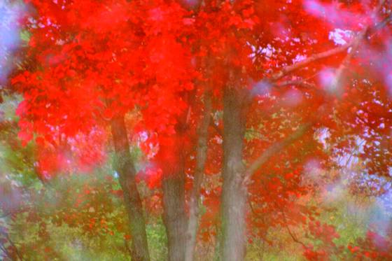In_the_mist