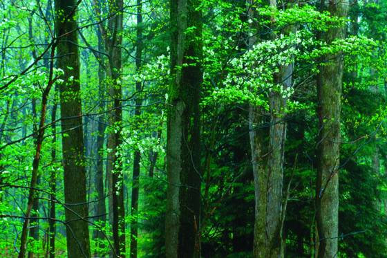 Spring_woods