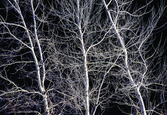 Trees